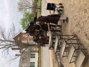 two percheron mix horses